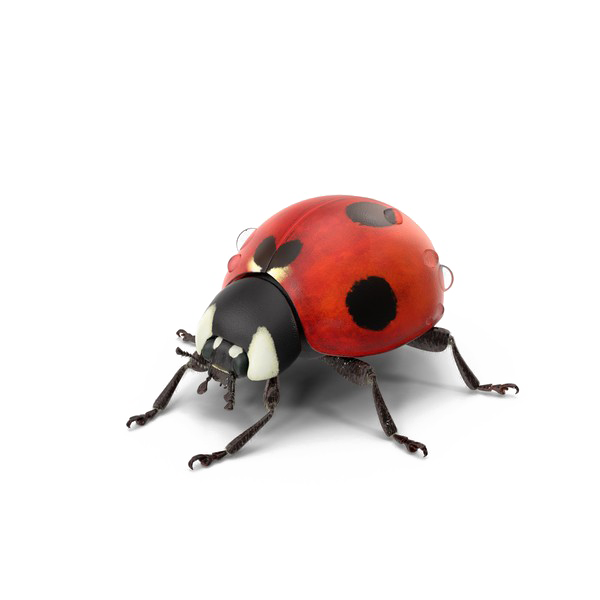 Ladybug Insect Download PNG-Afbeelding