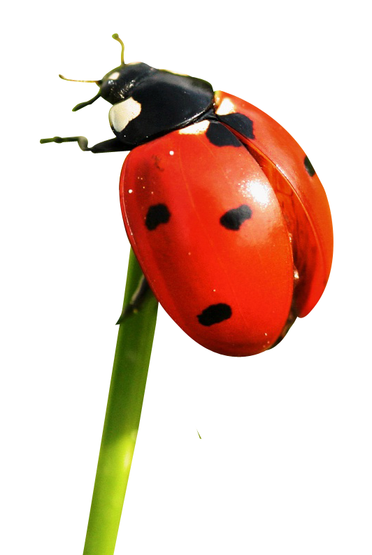 Ladybug Insect PNG Background Image