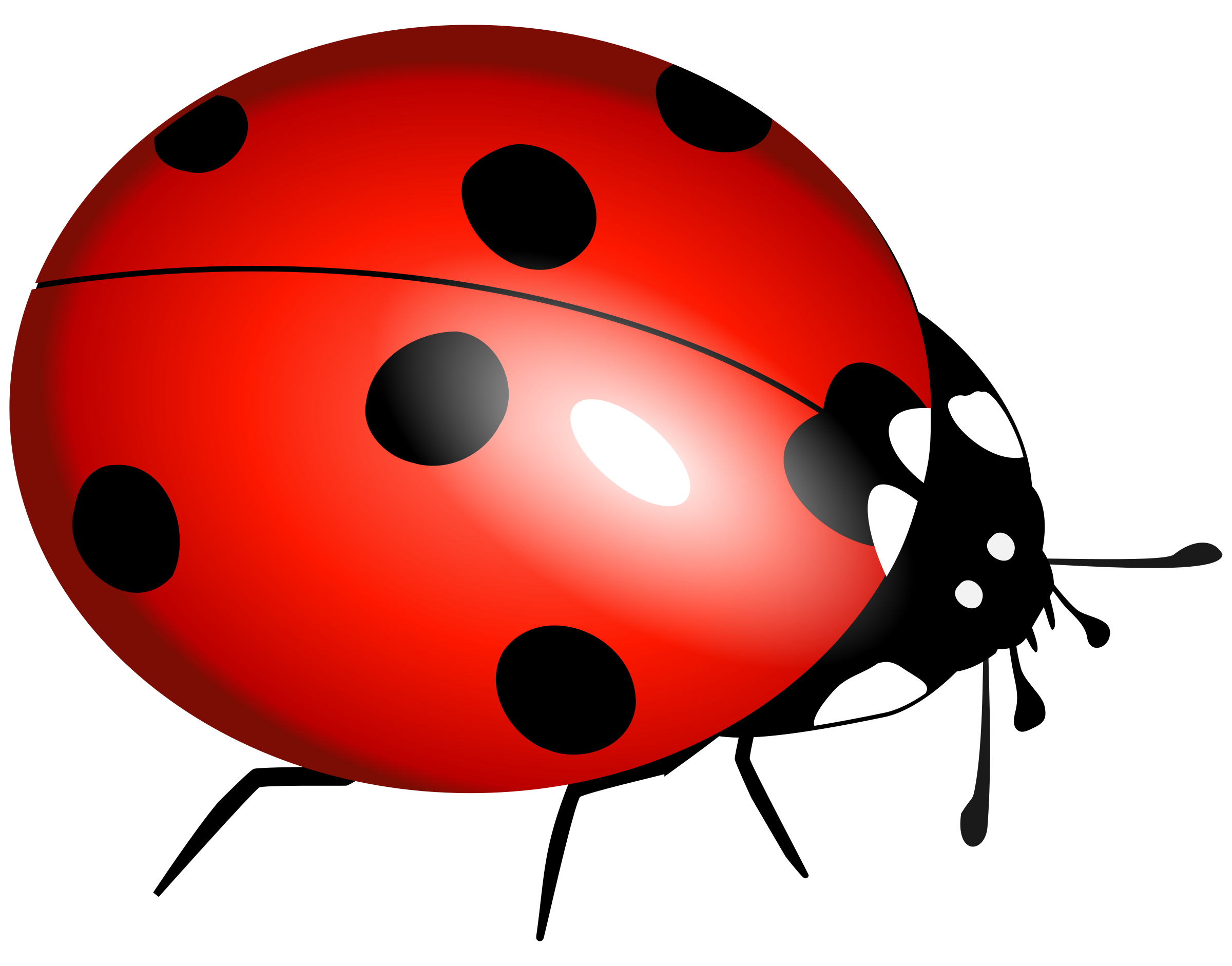 Ladybug Insect PNG Download Image