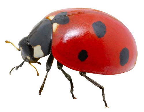Ladybug insect PNG imagem transparente