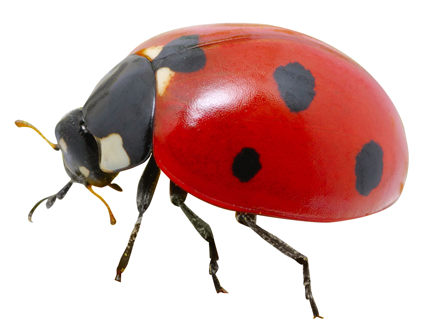 Ladybug Insect PNG Image with Transparent Background