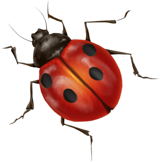 Ladybug Insect PNG Photo