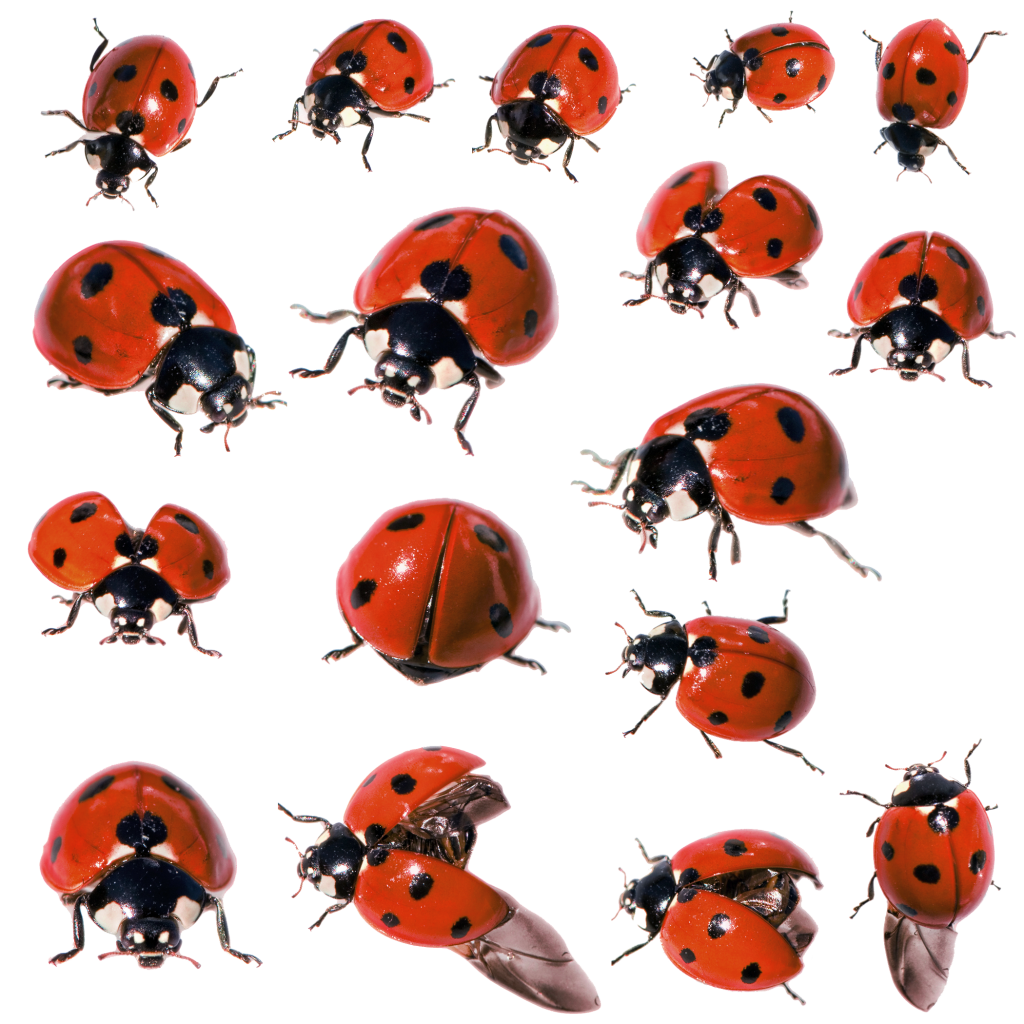 Coccinelle insecte pc PNG PNG