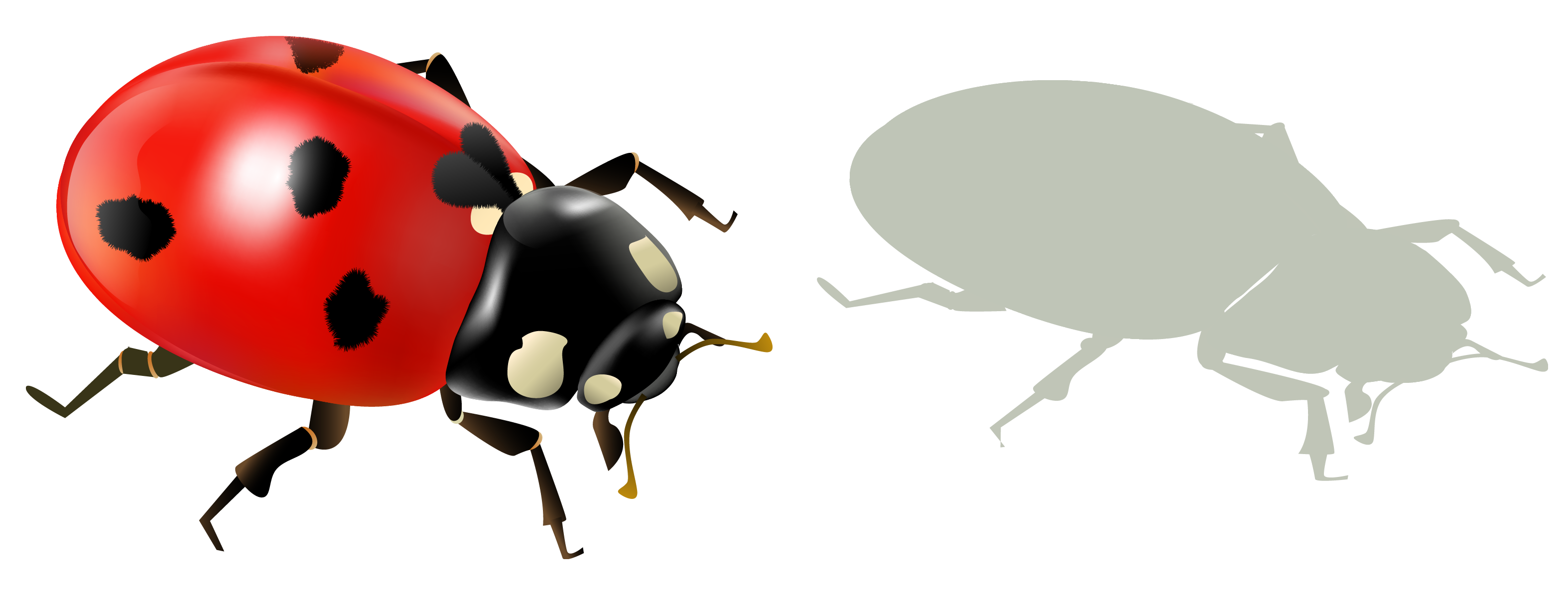 Ladybug Insect PNG Transparent Image