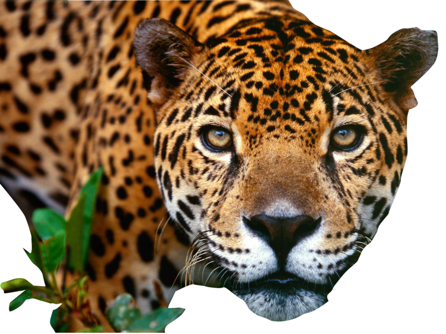 Photo du visage léopard PNG
