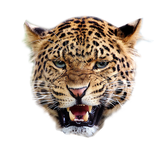 Pic PNG de visage léopard