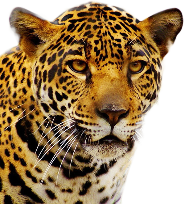 Imagem transparente de rosto de leopardo