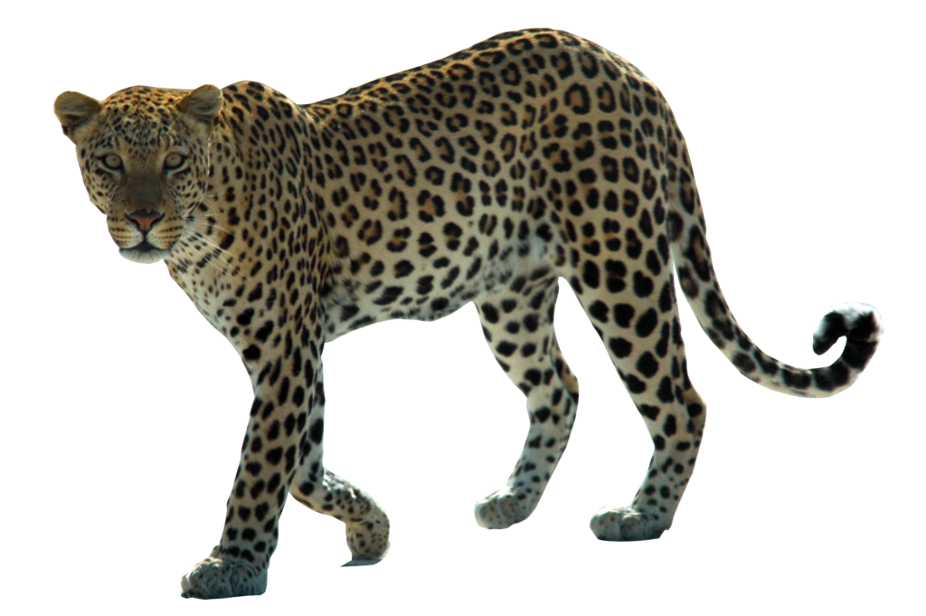 Leopard PNG Download Image