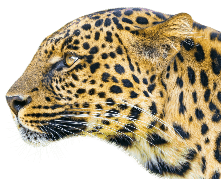 Leopard PNG 무료 다운로드