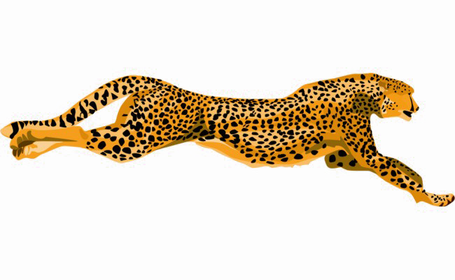 Leopard PNG High-Quality Image