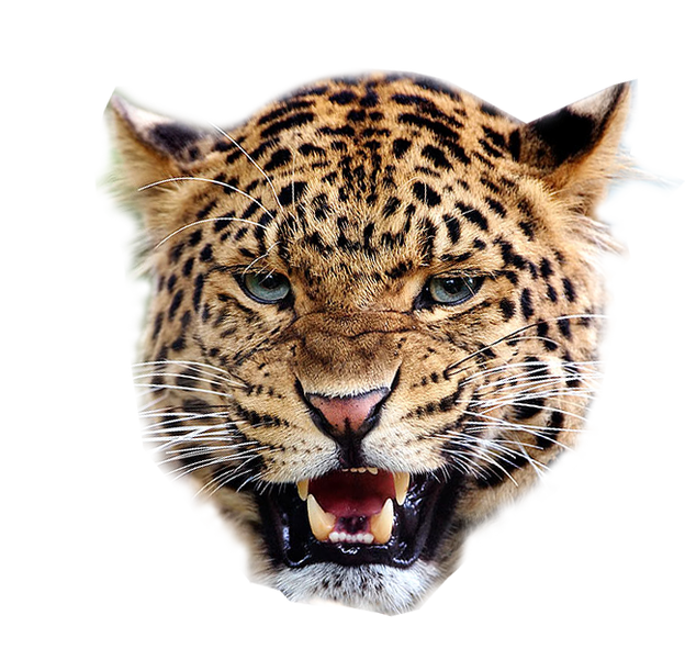 Leopard PNG-Afbeelding