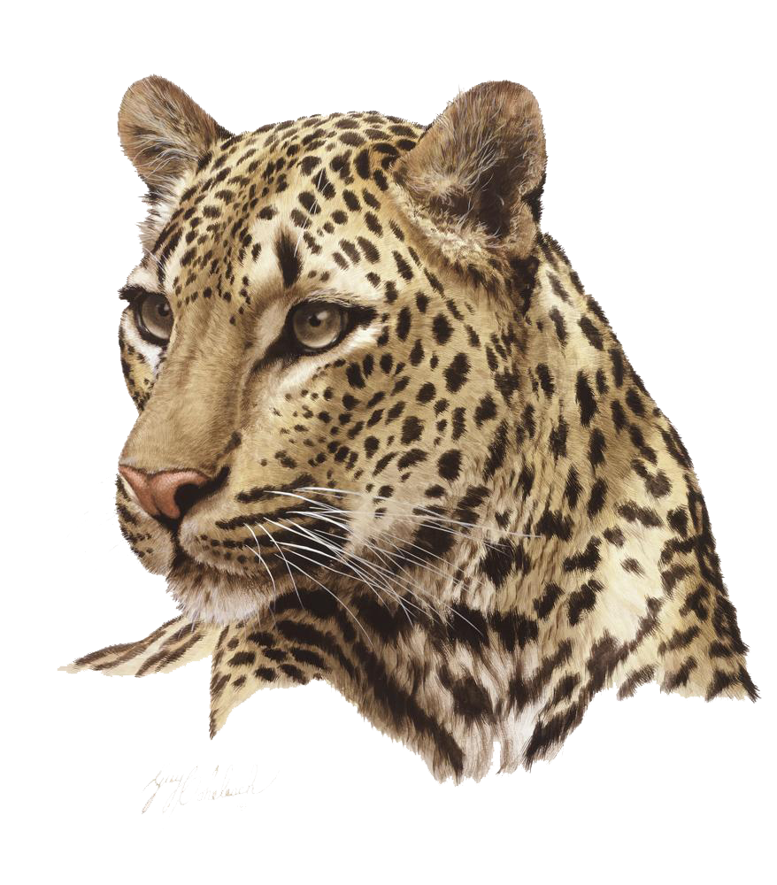 Image PNG léopard