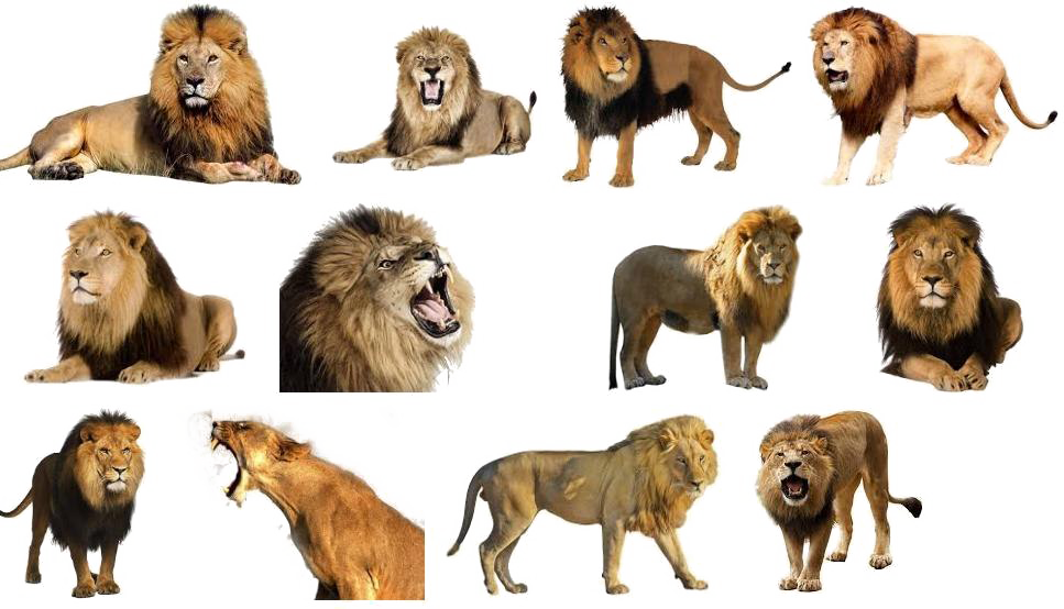 Lion Download PNG Image