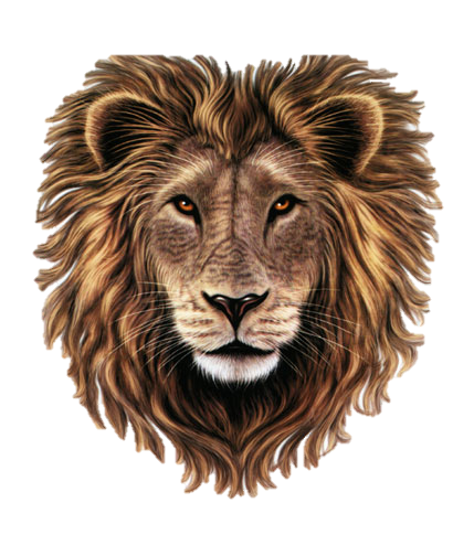 Lion PNG Background Image