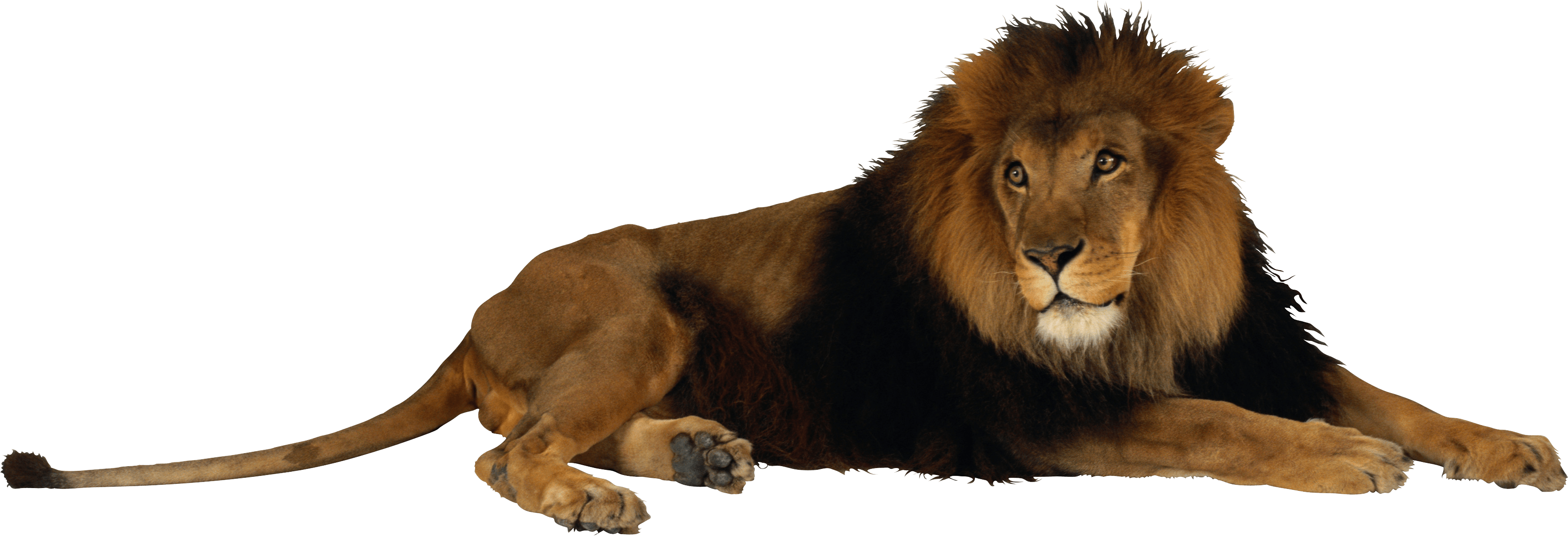 Lion PNG High-Quality Image