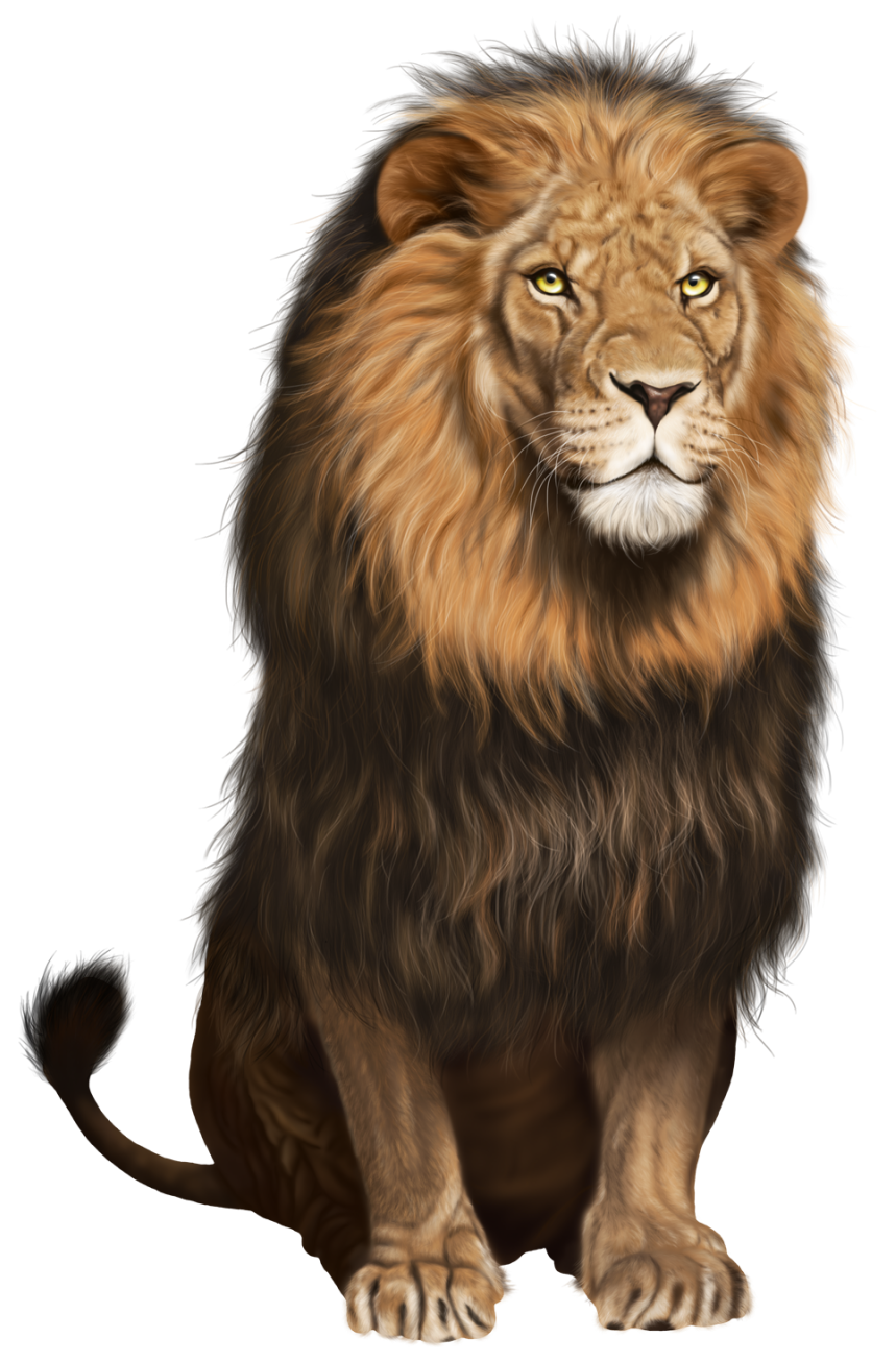 Lion PNG Image Background