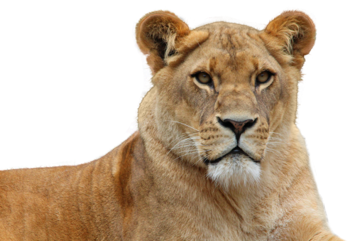 Lion PNG Image Transparent