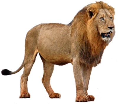 Lion PNG Image with Transparent Background