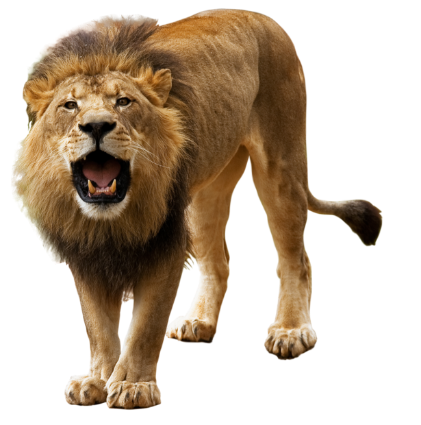 Lion PNG Picture