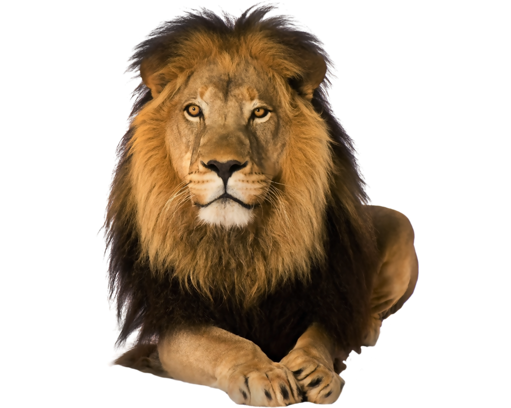 Lion Transparent Images