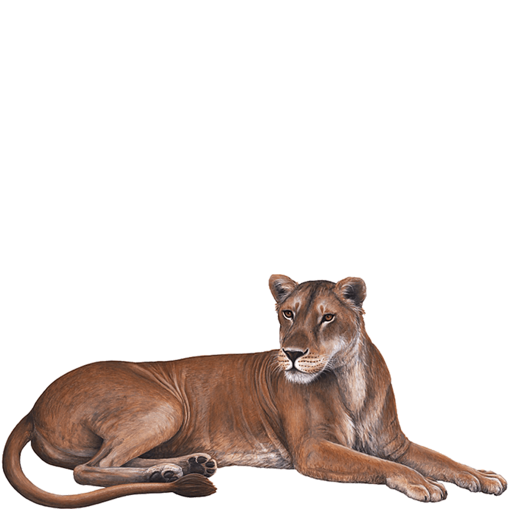 Lioness Download Transparent PNG Image