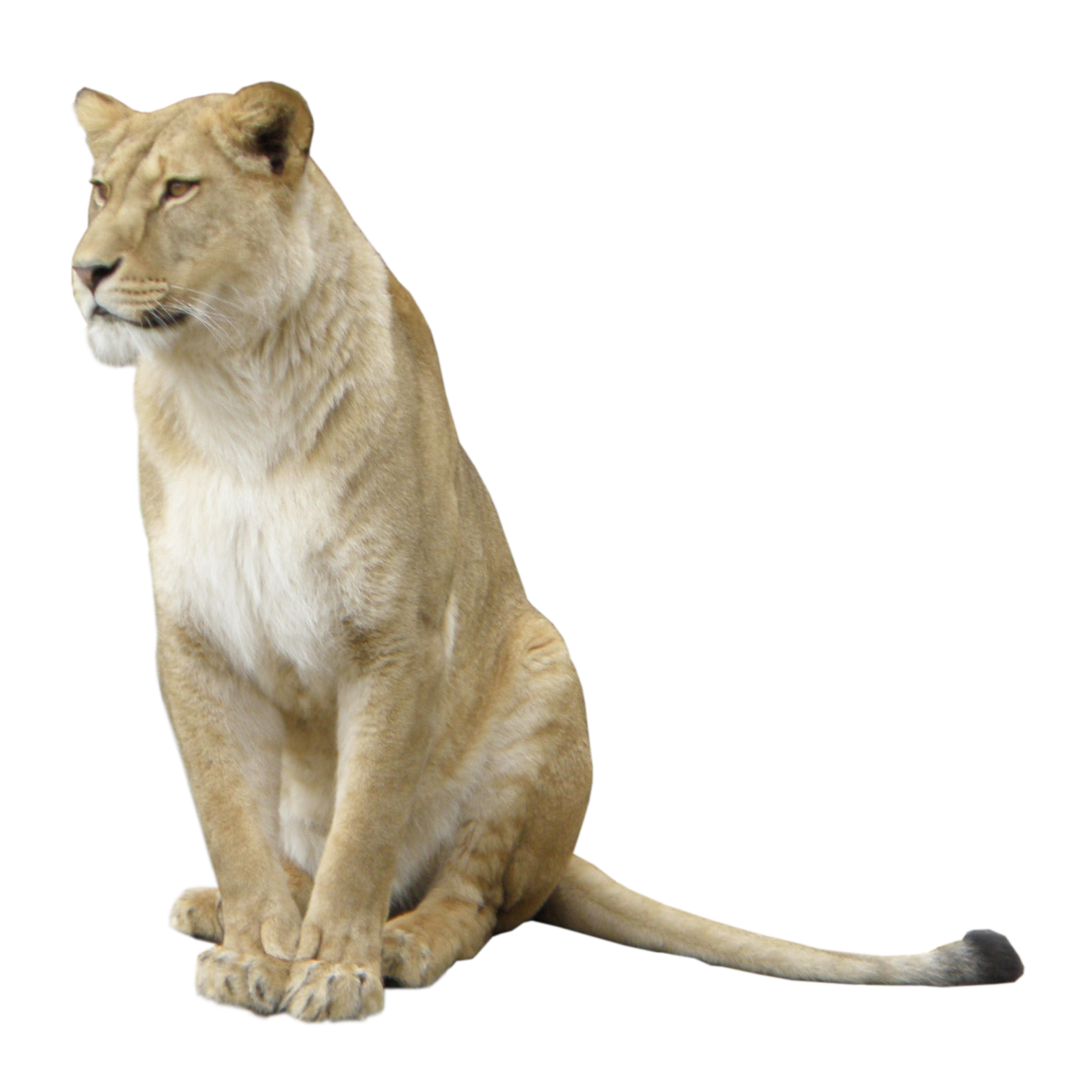 Lioness Free PNG Image
