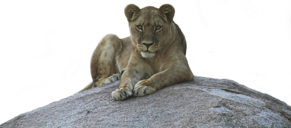 Lioness PNG Background Image