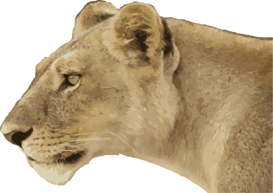 Lioness PNG Image with Transparent Background