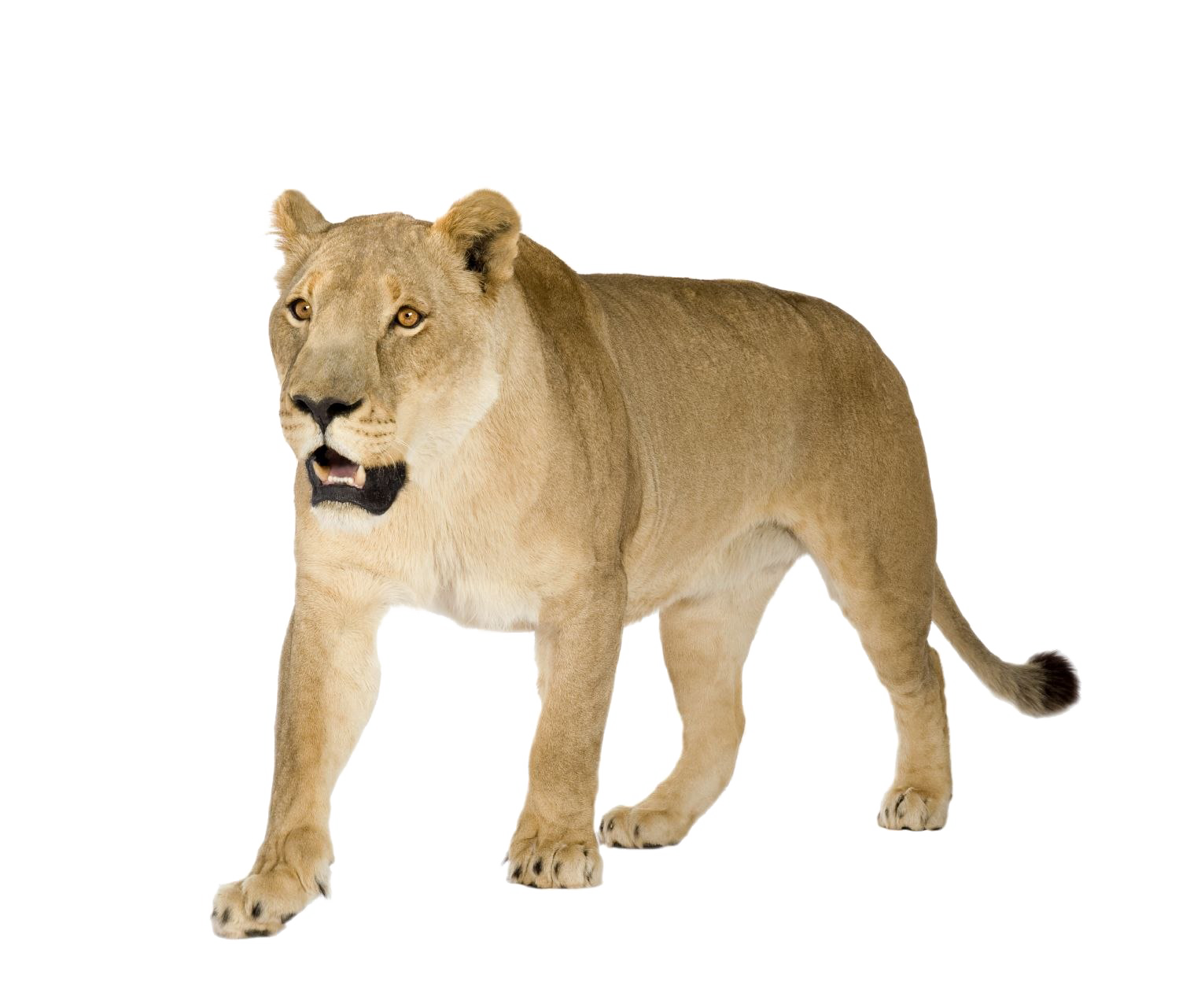 Lioness PNG Image