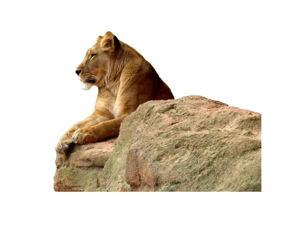 Lioness Transparent Background PNG