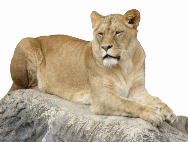 Lioness Transparent Image