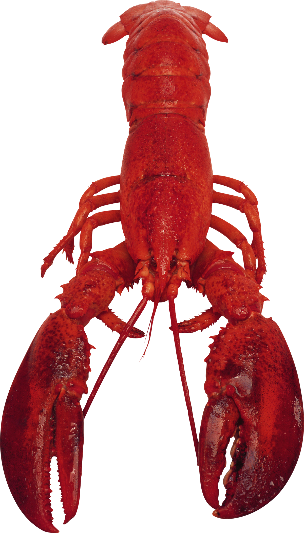 Lobster Download PNG Image