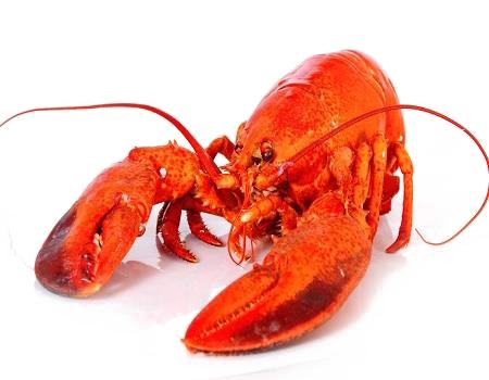 Lobster PNG Background Image