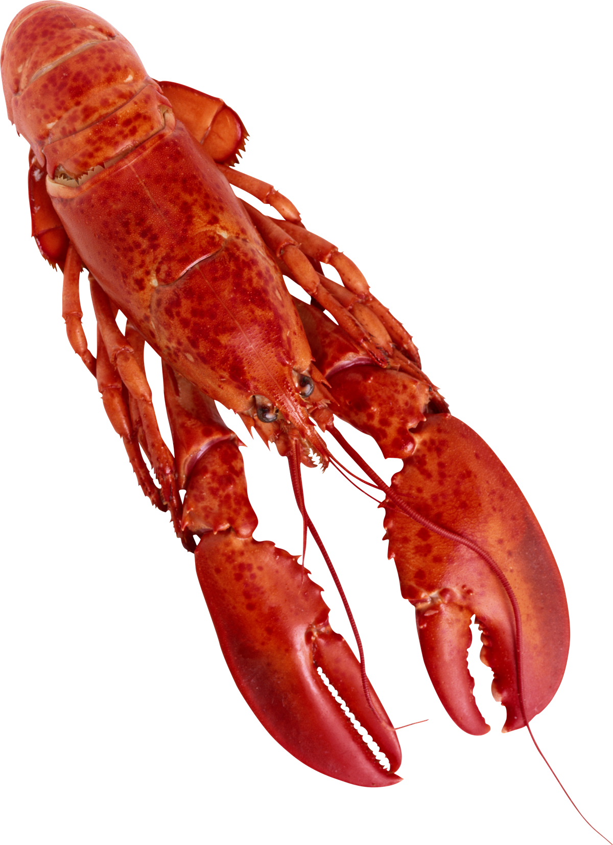 Lobster PNG High-Quality Image