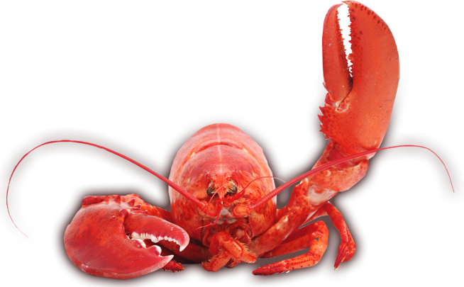 Lobster PNG Image Transparent
