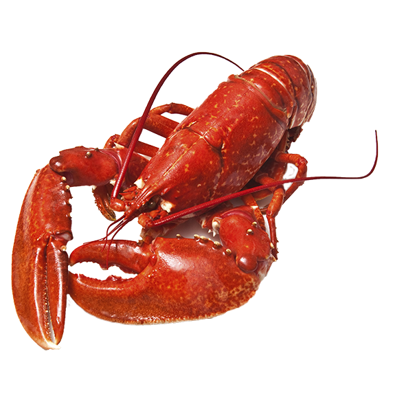 Lobster PNG Image