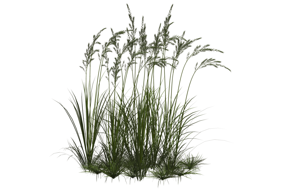 Long Grass PNG Download Image