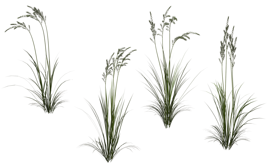 Longue herbe PNG Image de haute qualité