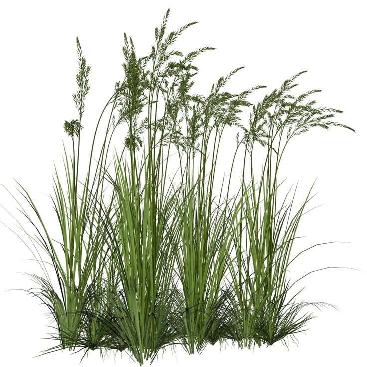 Long Grass PNG Image Background