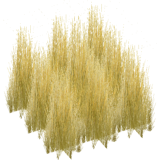 Long Grass Transparent Image