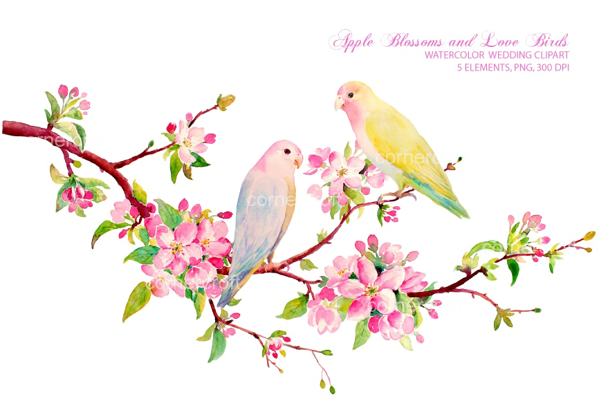 Love Birds PNG Download Image