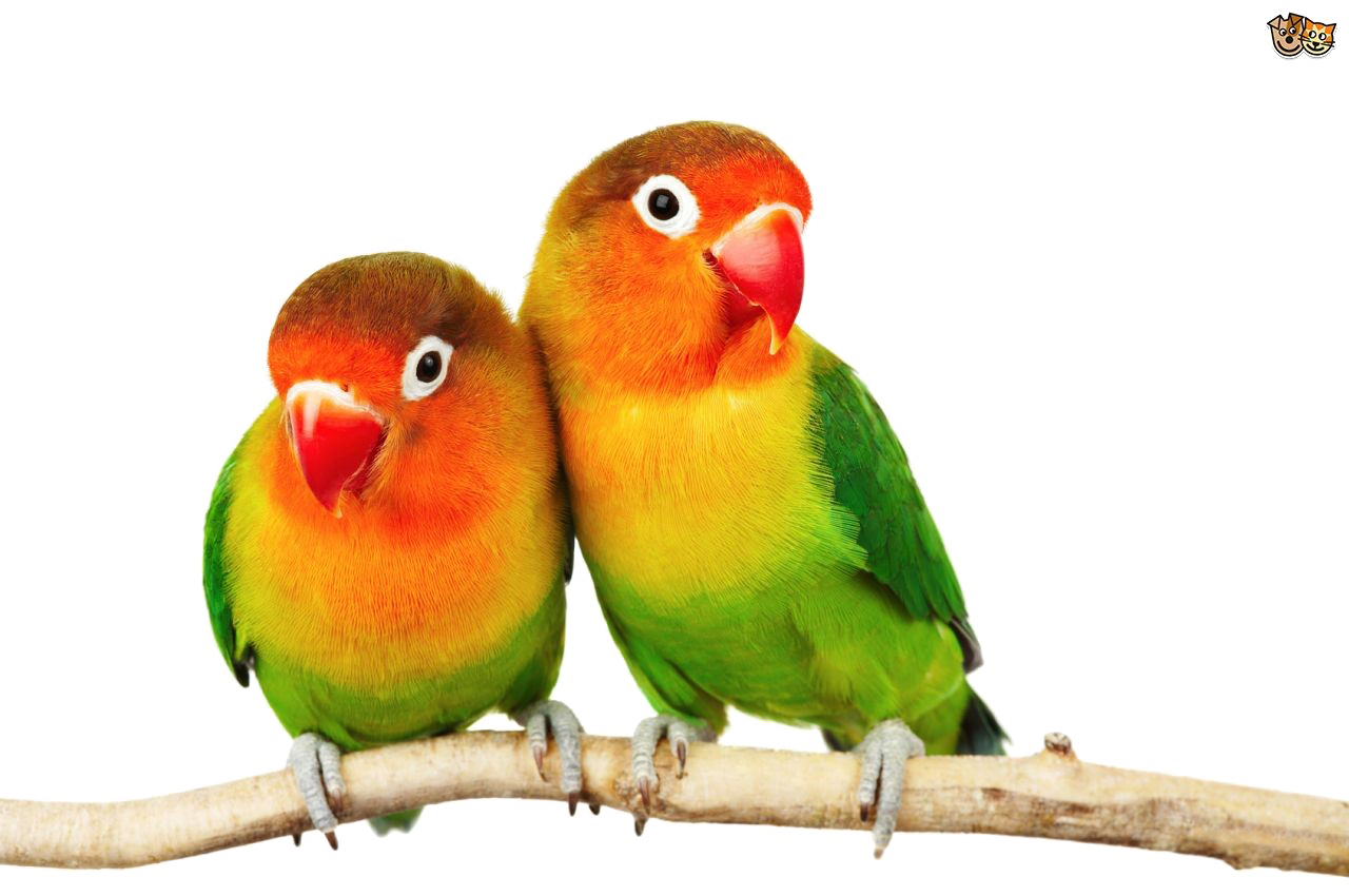 Love Vogels PNG Pic