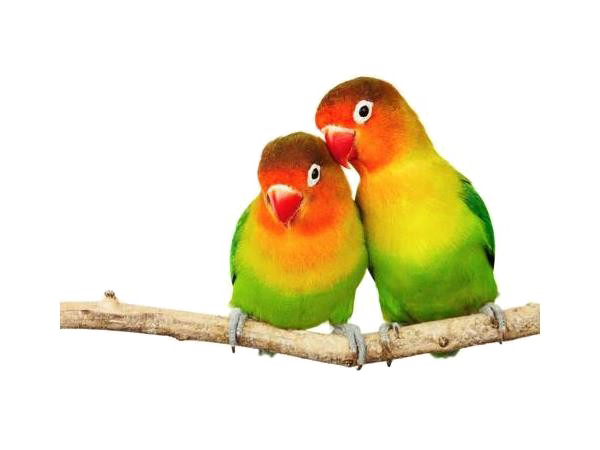 Amour oiseaux PNG image Transparent image
