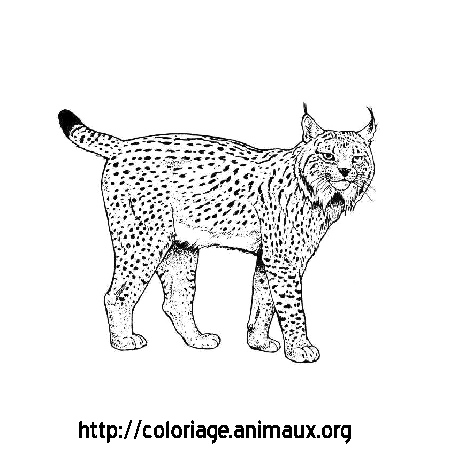 Lynx PNG Background Image