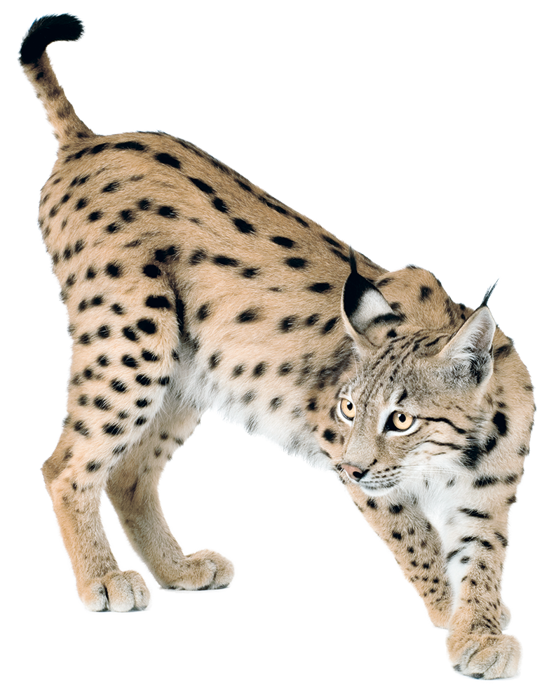 Lynx PNG صورة خلفية