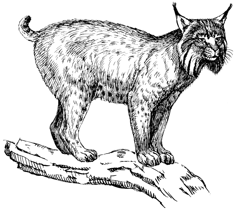 Lynx خلفية شفافة PNG