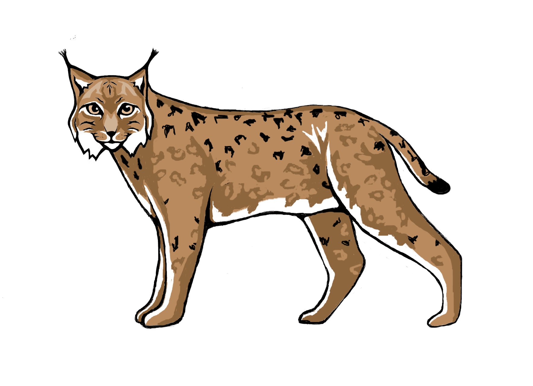 Lynx صور شفافة