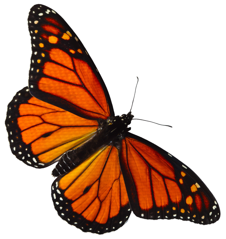 Imagen PNG libre de mariposa monarca