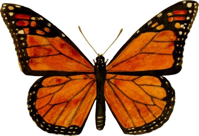 MONARCH Butterfly PNG Scarica limmagine