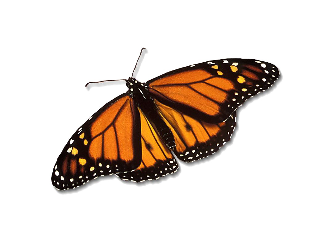 Monarch Butterfly PNG Gratis Download